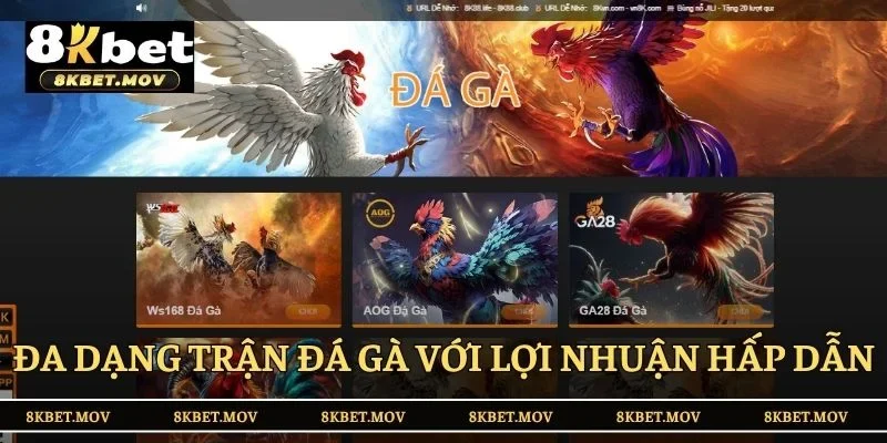 Đa dạng các trận đá gà với lợi nhuận hấp dẫn